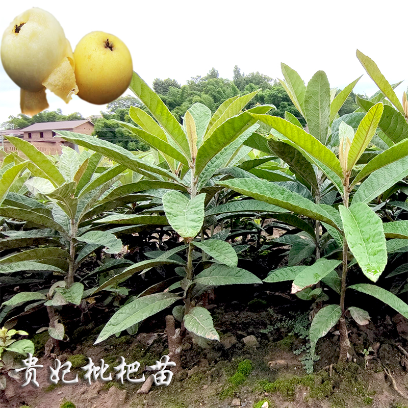 贵妃枇杷四川成森苗木嫁接果树苗