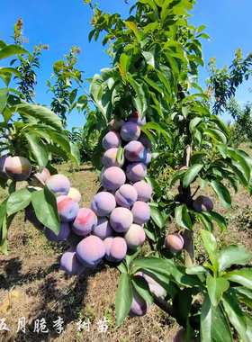 五月脆李果树苗 又名凤凰李 一点红 早熟四川大果李子苗木裸根