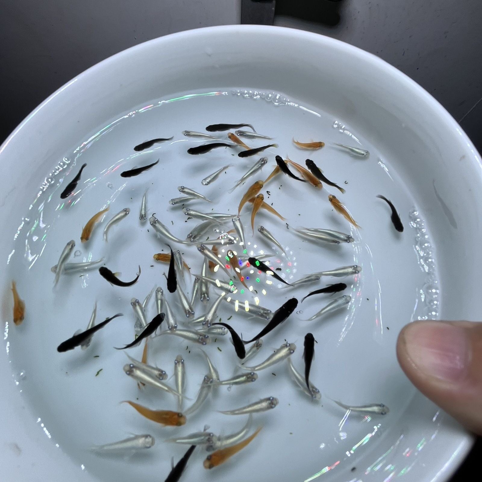 新品小型观赏鱼不加温