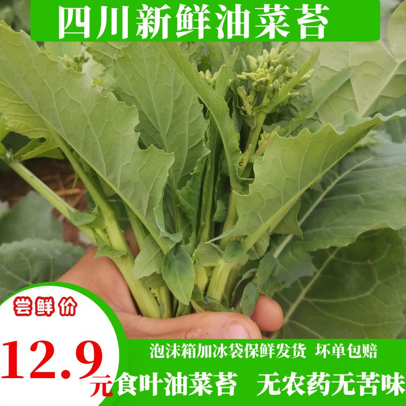 四川农家自种新鲜油菜苔食叶油菜芯只掐嫩尖保鲜发货包邮坏单包赔,水产肉类/新鲜蔬果/熟食,叶菜类,淘宝优惠券,粉丝福利购,淘宝优惠卷