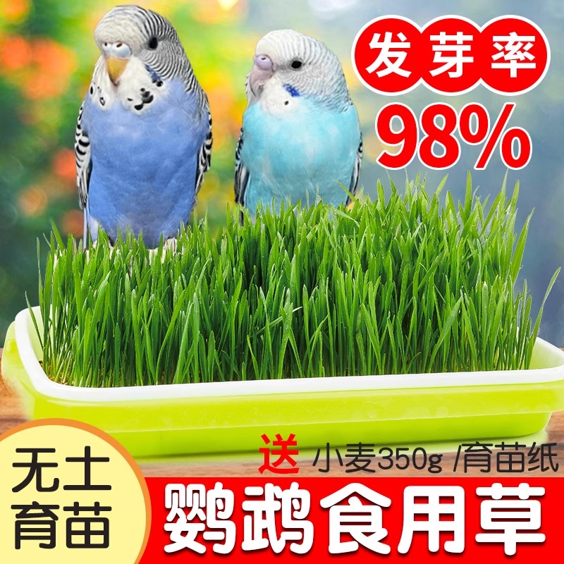 鹦鹉食用草麦芽草啃咬天然零食