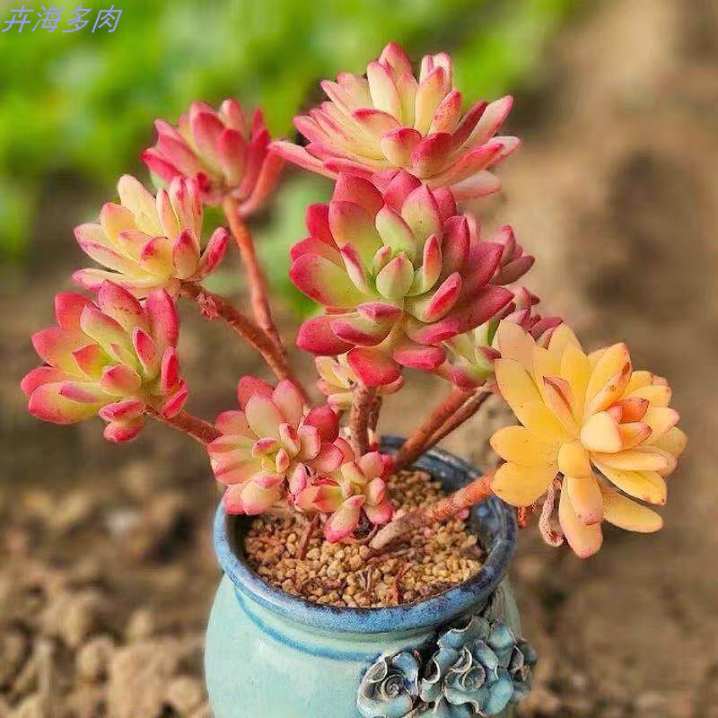 小叮当锦小铃铛锦多肉植物老桩办公室内绿植小盆栽花卉 大棚直发