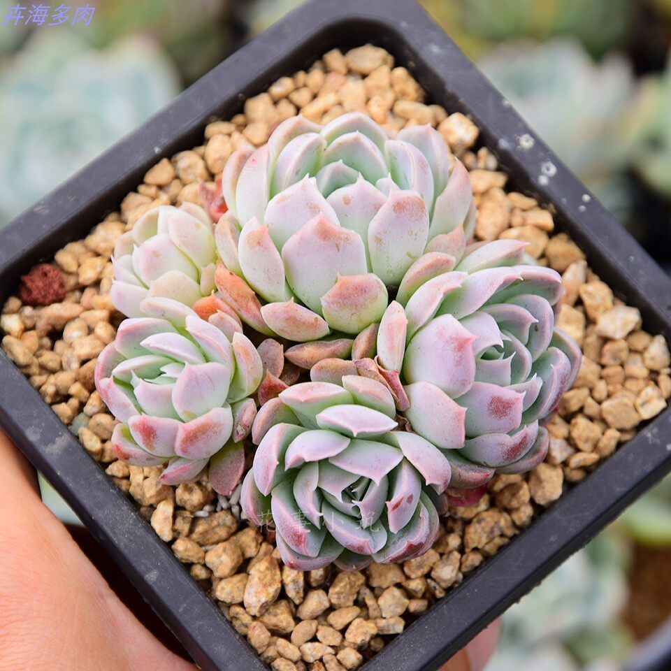 香妃月影缀化超大颗 多肉带盆栽好多年老桩超值盆栽防辐射花卉