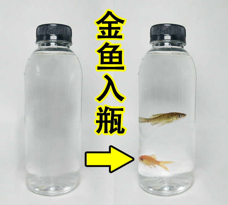 金鱼入瓶空瓶变金鱼魔术道具空瓶出鱼直播儿童舞台演出抖音晚会,模玩/动漫/周边/娃圈三坑/桌游,魔术道具,淘宝优惠券,粉丝福利购,淘宝优惠卷