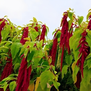 天须米云南包子汤圆包心小米菜老梁红天星米汉菜500g尾穗苋