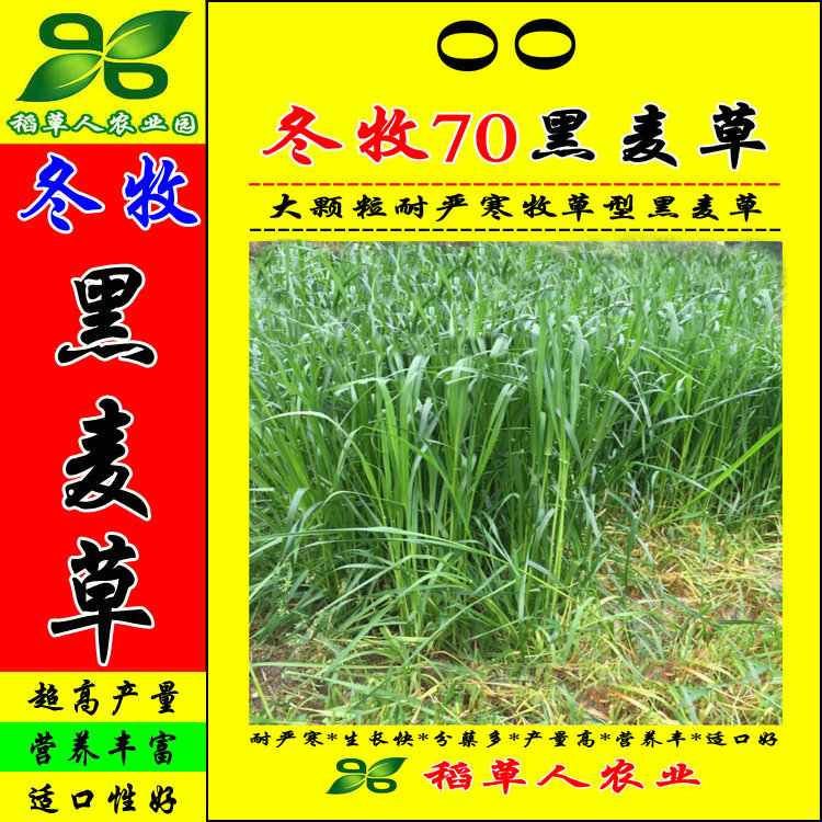 严寒宽叶大颗粒包邮冬牧70黑麦草