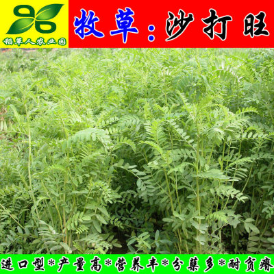 牧草多年生耐寒耐旱进口沙打旺