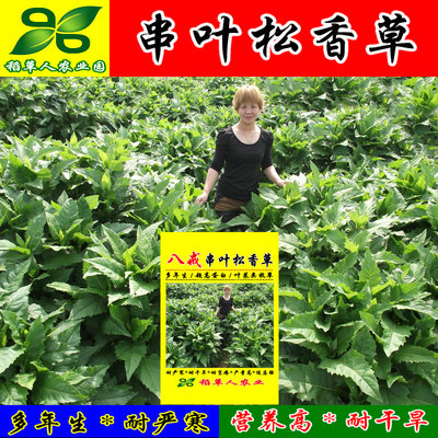 精装猪牛羊畜禽菊花串叶松香草
