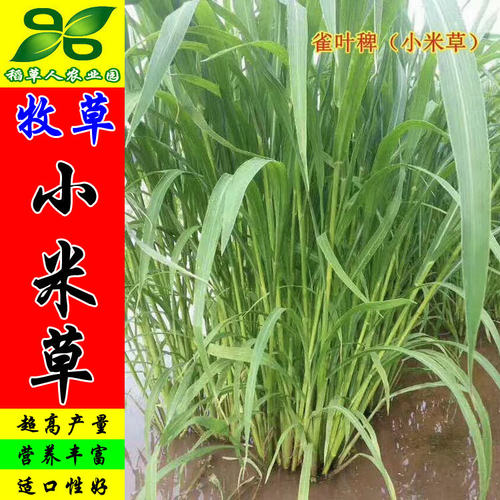 小米草种子水草鱼虾蟹雀稗耐水淹