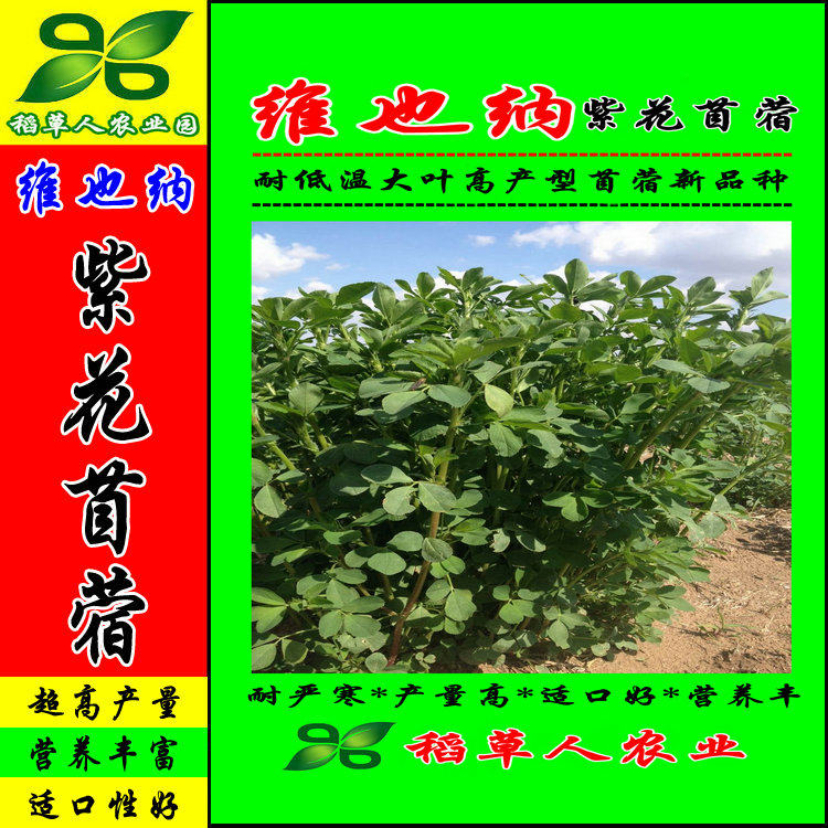 紫花苜蓿种子价格 紫花苜蓿种子图片 星期三