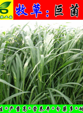 巨菌草种芽苗节茎杆子 猪牛羊鸡鸭鹅兔鱼竹鼠青黄贮牧草种籽包邮