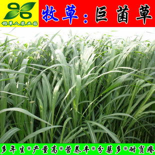 巨菌草种芽苗节茎杆子 猪牛羊鸡鸭鹅兔鱼竹鼠青黄贮牧草种籽包邮