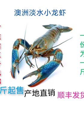 鲜活澳洲小龙虾  淡水小龙虾 鲜美蓝龙虾 小青龙二斤起发顺丰空运
