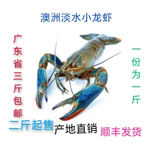 鲜活澳洲小龙虾 淡水小龙虾 鲜美蓝龙虾 小青龙二斤起发顺丰空运