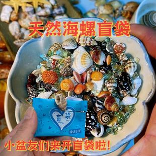 饰品儿童奖励迷你版 迷你盲袋天然海螺海贝壳diy装 可爱礼物