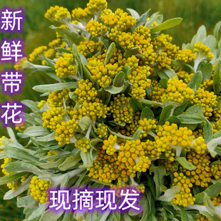 广西新鲜鼠曲草白头翁清明草棉子菜水印花现摘现发两斤包邮