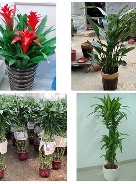 发财树幸福树送公司开业乔迁送上海市青浦区重固镇白鹤镇同城花店