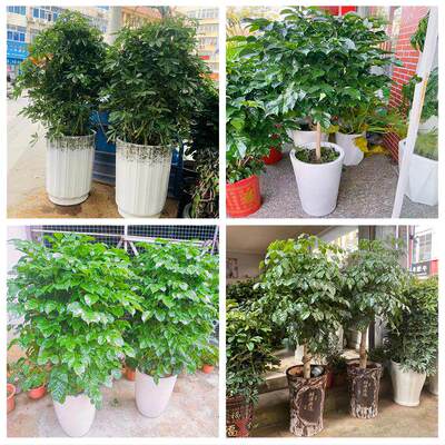 新居入伙店铺开张公司开业绿植花篮陕西宝鸡市渭滨金台陈仓区眉县