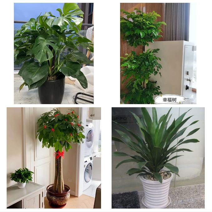 发财树幸福树送公司开业乔迁送甘肃省白银市会宁县景泰县同城花店