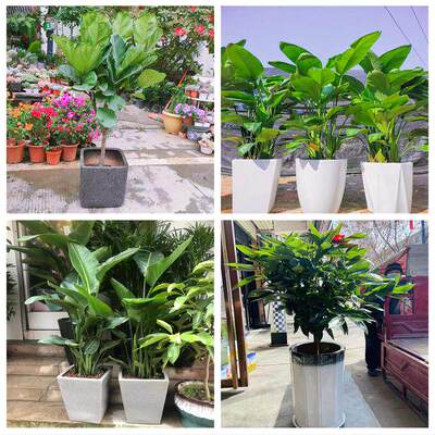 新居入伙店铺开张公司开业绿植花篮河南信阳市固始县潢川县淮滨县