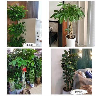 发财树幸福树送公司开业乔迁鄂州市梁子湖区华容区鄂城区同城花店
