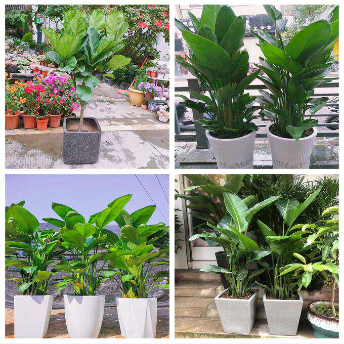 新居入伙店铺开张公司开业绿植花篮河南周口市商水沈丘郸城淮阳县