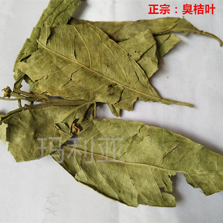 枸橘叶 臭桔叶500g包邮 枸橘黎叶 臭橘叶大货 枸橘梨