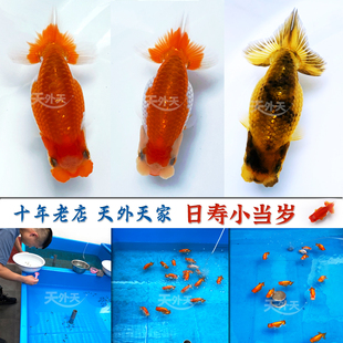 协会系兰寿狄谷血统日寿金鱼小鱼苗青仔小当岁日本兰寿精致玩家鱼