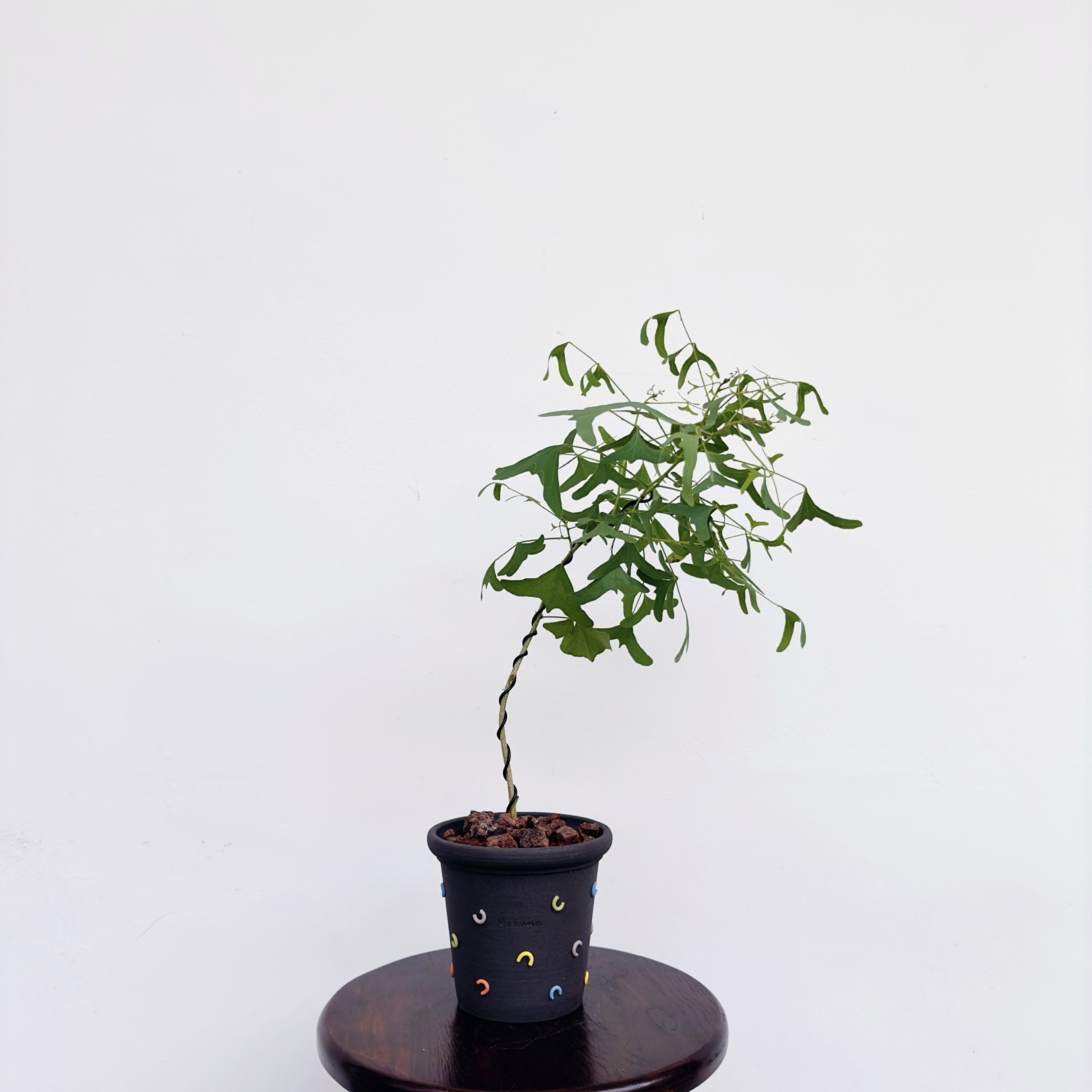 网红植物飞机草进口绿植斑叶蝙蝠草办公室内室内盆栽花净化空气