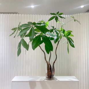 发财树水培小型植物绿植桌面招财树办公室内盆景花卉四季常青好养