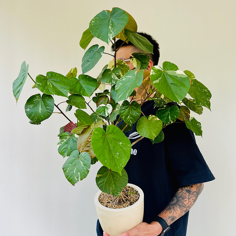 花叶黄槿大苗盆栽阳台庭院室内室外观叶绿植热带观叶绿植好养耐看