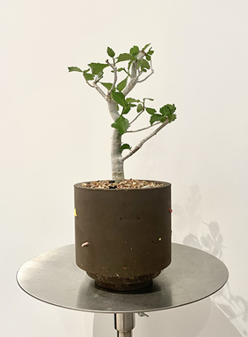 ciireals蛋糕怀特没药高级精致Ins风室内外阳台庭院均可养护好养