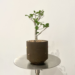 ciireals蛋糕怀特没药高级精致Ins风室内外阳台庭院均可养护好养