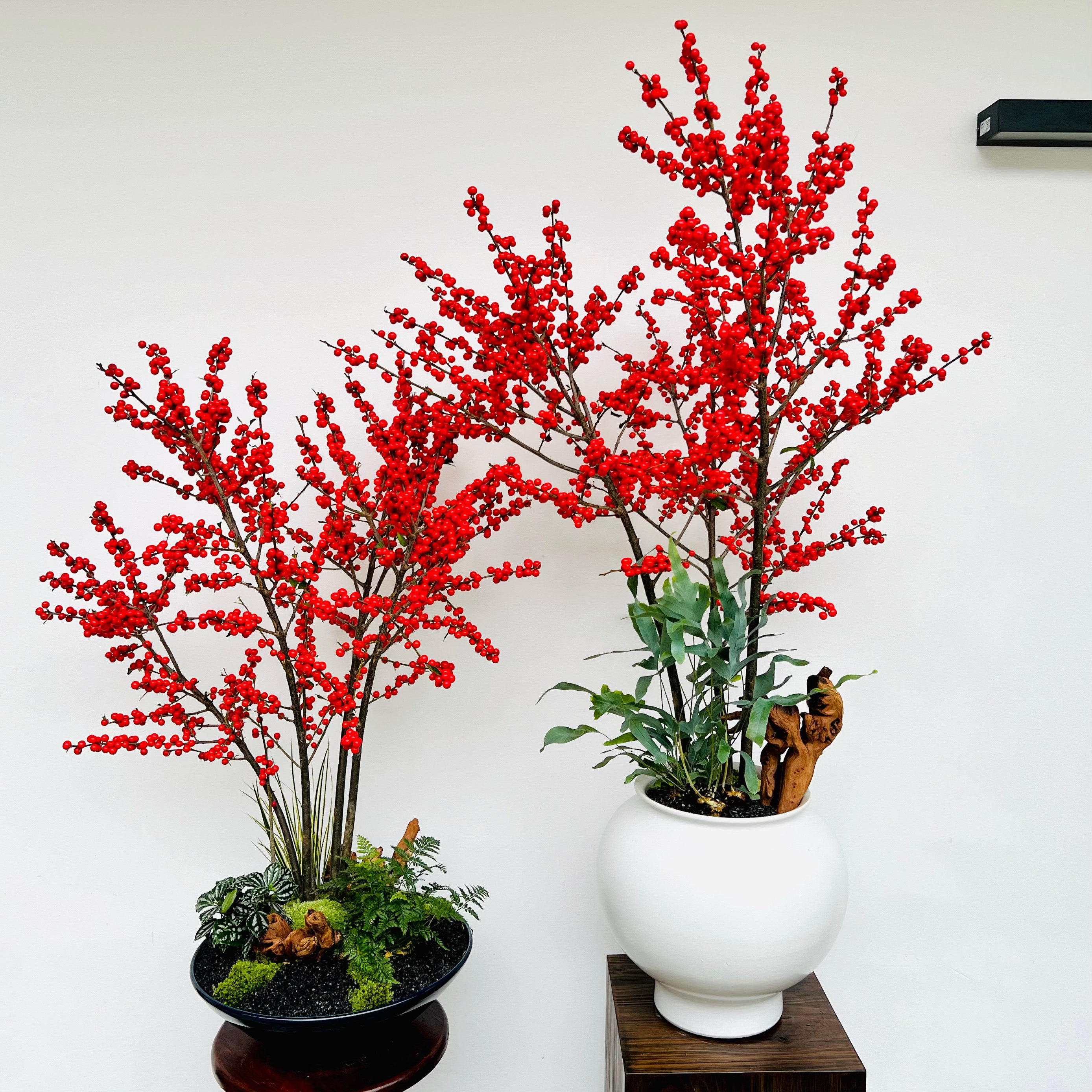土培植物进口北美冬青红果盆栽年宵花卉喜阴耐寒鲜花室内庭院盆景