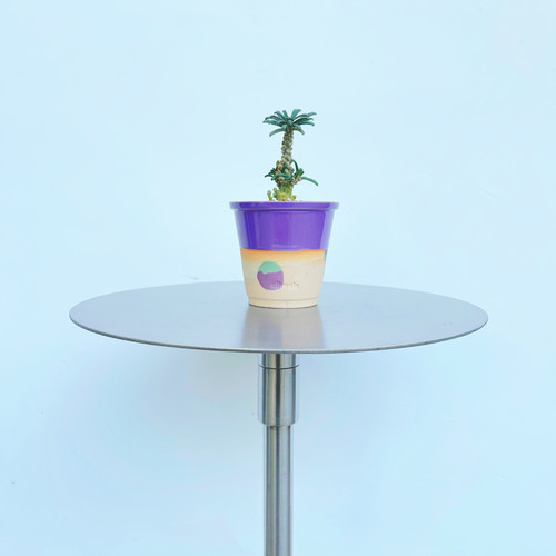 泡泡叶巨琉桑稀有块根植物必入叶片布满“腹肌”纹路古朴块根