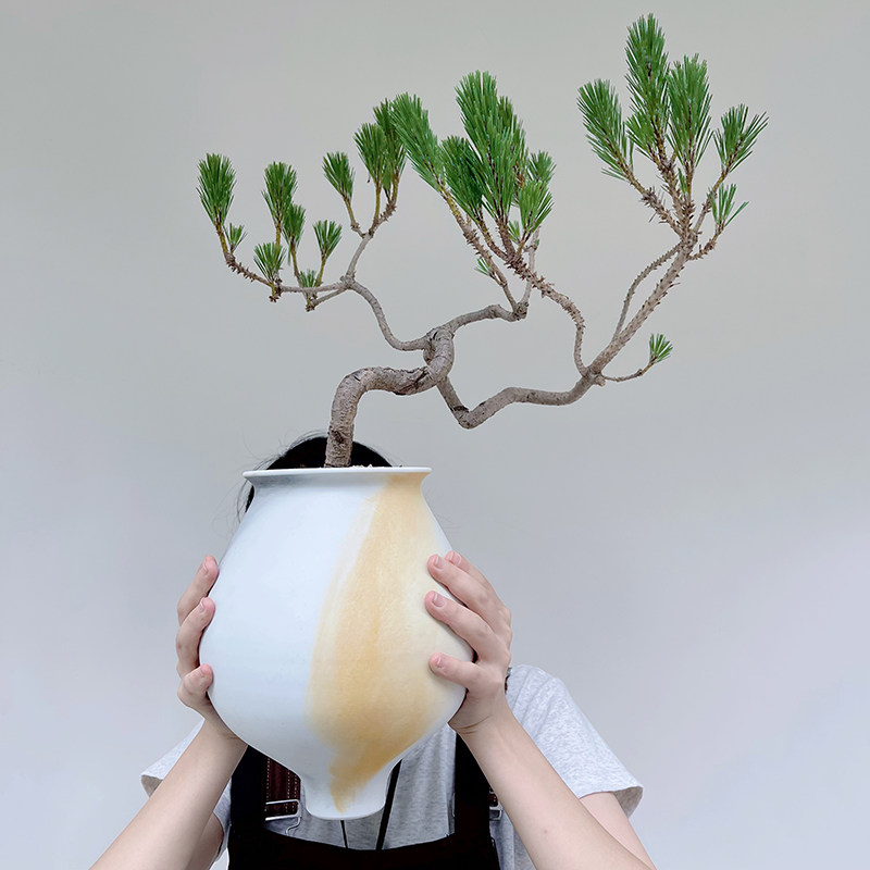 精品黑松树苗松树千寿丸盆景耐寒四季常青绿化造型风景好养活松树
