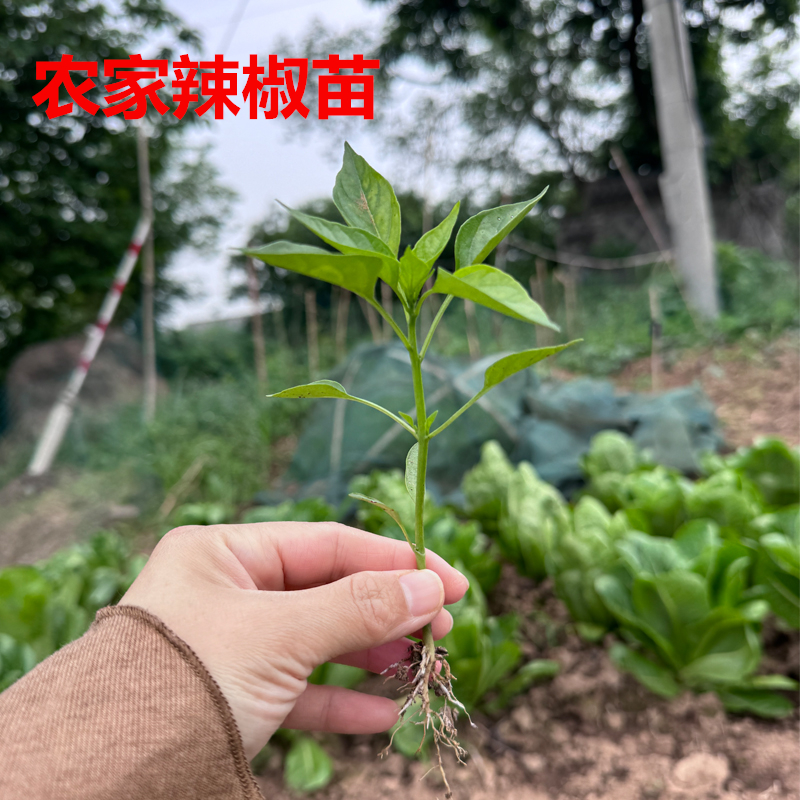 辣椒苗秧苗果王苗种子籽薄皮青椒蔬菜苗盆栽尖椒苗羊角椒牛角椒苗