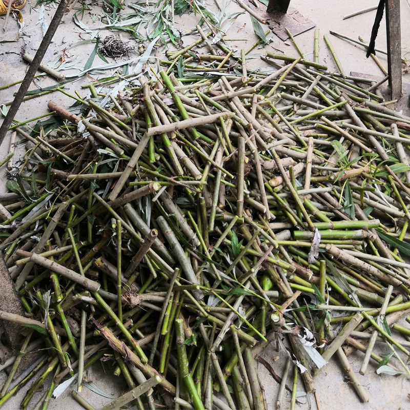 芦蒿种杆芦蒿苗泥蒿苗