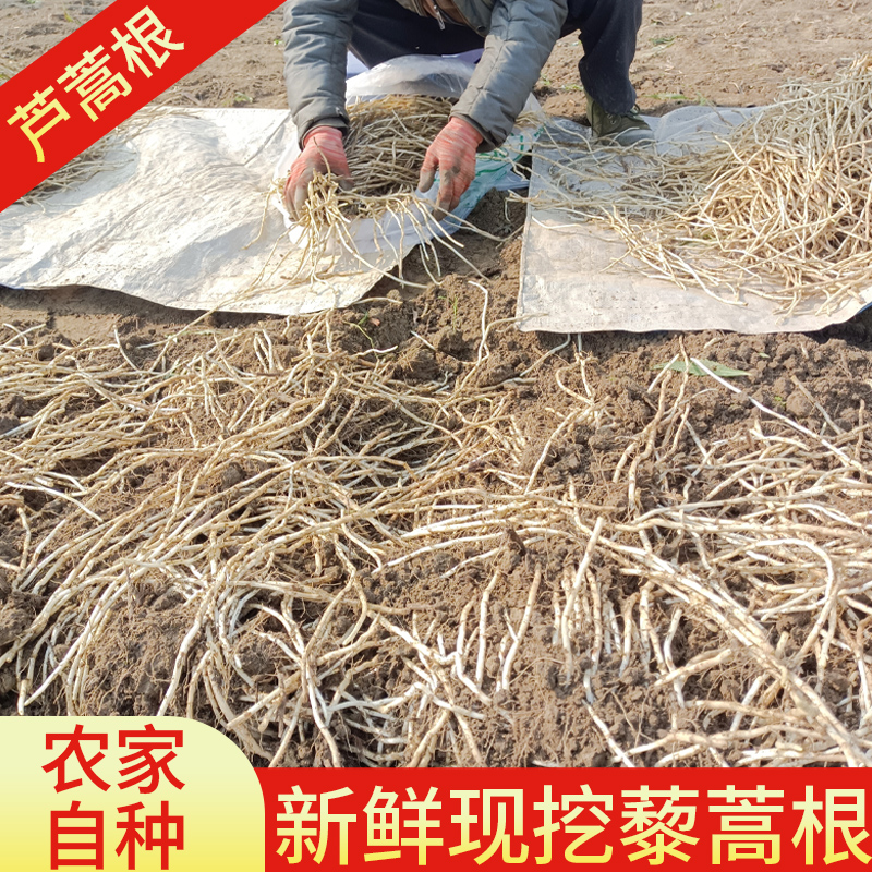 藜蒿根芦蒿根湖北特产黎蒿根新鲜蔬菜泥蒿根柳蒌蒿根现挖现发包邮