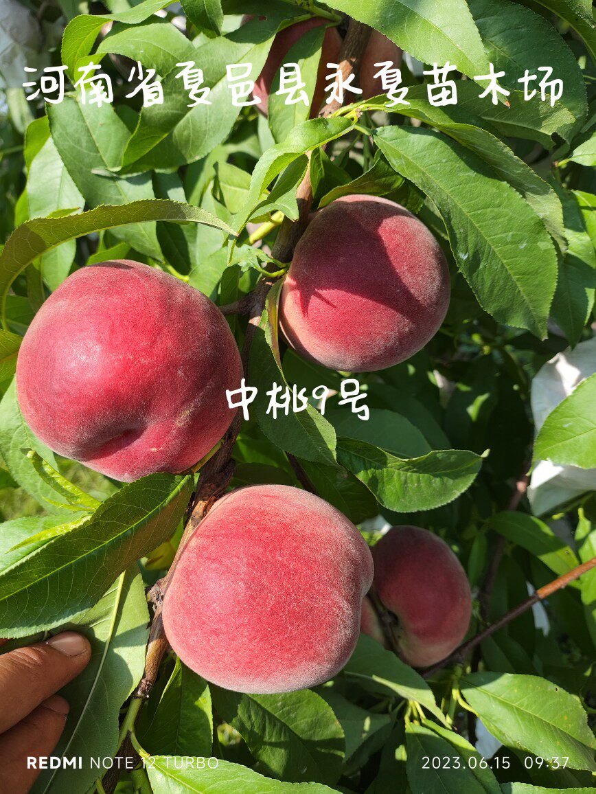 中桃9号桃苗早毛桃苗大白桃树苗极早大果新品种桃苗