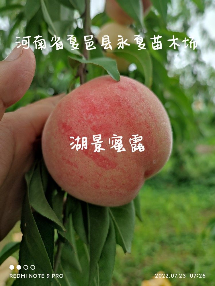 湖景密露水蜜桃苗正宗无锡阳山蜜露中湖景水蜜桃苗早结果盆栽庭院使用感如何?
