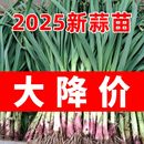 现挖新鲜青蒜苗红皮青梗大蒜苗红根蒜苗本地蒜苗新鲜蔬菜1斤 5斤