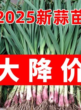 现挖新鲜青蒜苗红皮青梗大蒜苗红根蒜苗本地蒜苗新鲜蔬菜1斤/5斤