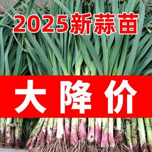 现挖新鲜青蒜苗红皮青梗大蒜苗红根蒜苗本地蒜苗新鲜蔬菜1斤 5斤