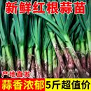 河南新鲜蒜苗红皮蒜苗新鲜大蒜苗红根大蒜青蒜苗当季 蔬菜现挖农家