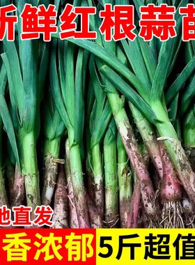 河南新鲜蒜苗红皮蒜苗新鲜大蒜苗红根大蒜青蒜苗当季蔬菜现挖农家