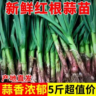 河南新鲜蒜苗红皮蒜苗新鲜大蒜苗红根大蒜青蒜苗当季蔬菜现挖农家