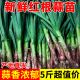 河南新鲜蒜苗红皮蒜苗新鲜大蒜苗红根大蒜青蒜苗当季 蔬菜现挖农家