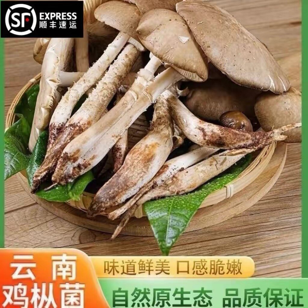 云南野生鸡枞菌新鲜鸡枞菌当季时令野生菌火把鸡枞荔枝菌伞把鸡枞