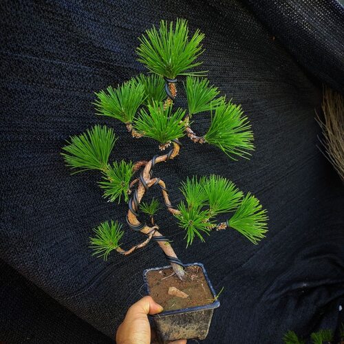 黑松盆景造型小品老桩四季常青阳台庭院绿植盆栽素材黑松造型苗木